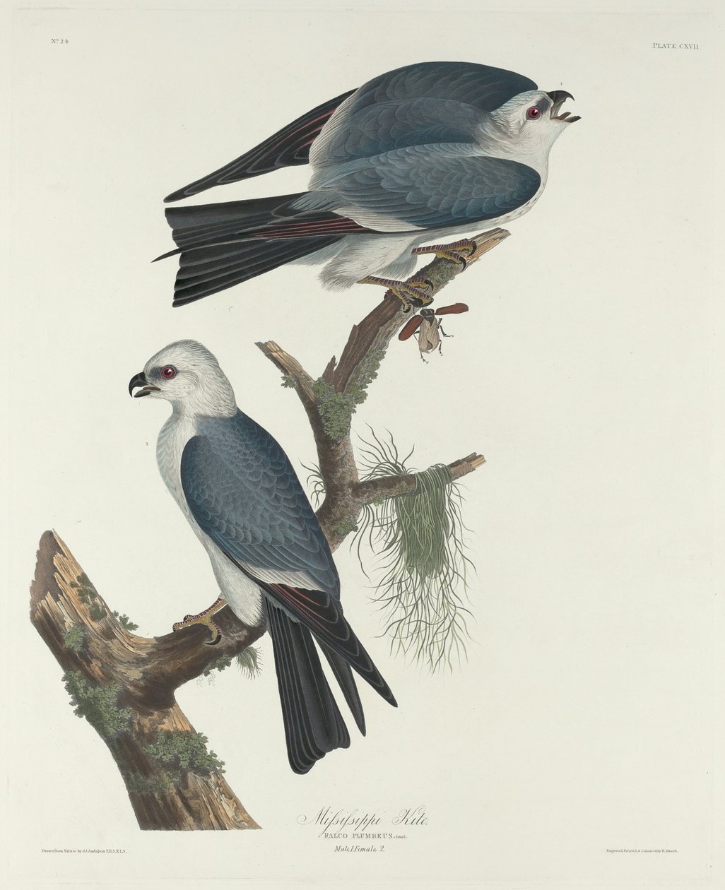 Mississippi-drage av Robert Havell after John James Audubon
