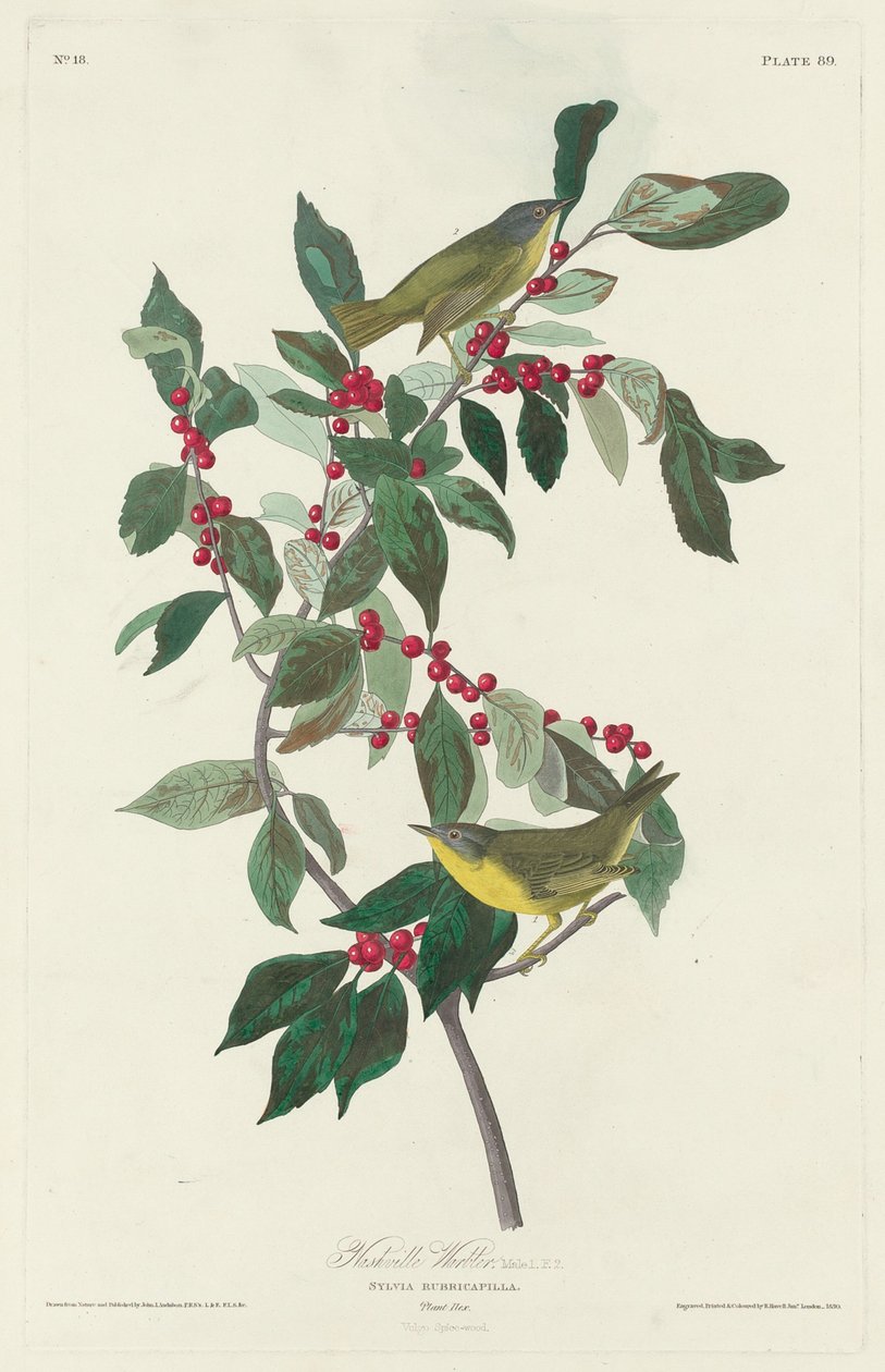 Nashville Warbler   1251061   no       norwegian Successfully Translated  Original: The Vine Translat: The Vine 1306655 no norwegian Successfully Translated Original: The "Salemander," an East-Indian Merchantman Translat: The "Salemander," an East-Indian M av Robert Havell after John James Audubon
