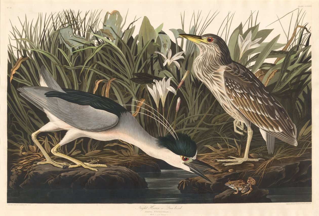 Night Heron eller Qua bird av Robert Havell after John James Audubon