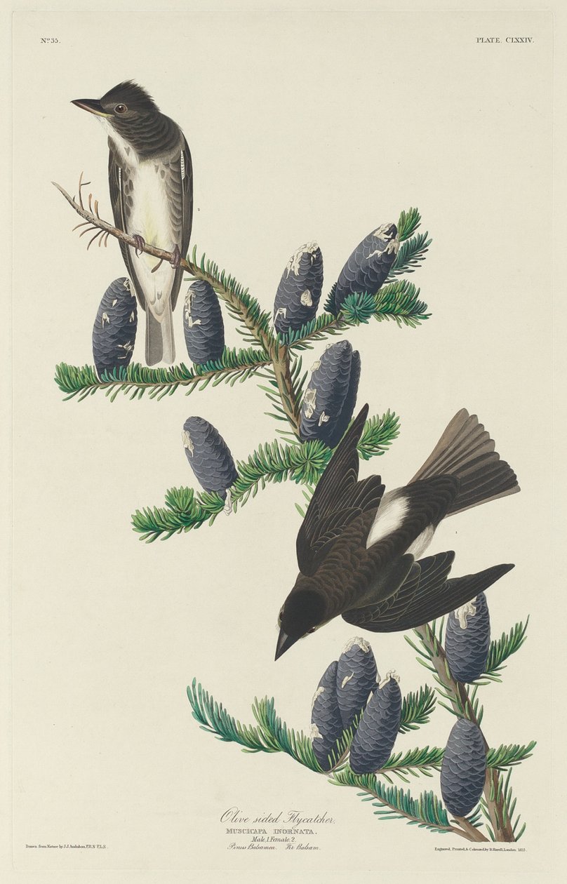Olivensidig fluesnapper av Robert Havell after John James Audubon