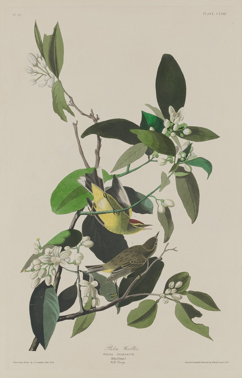 Palmesanger av Robert Havell after John James Audubon