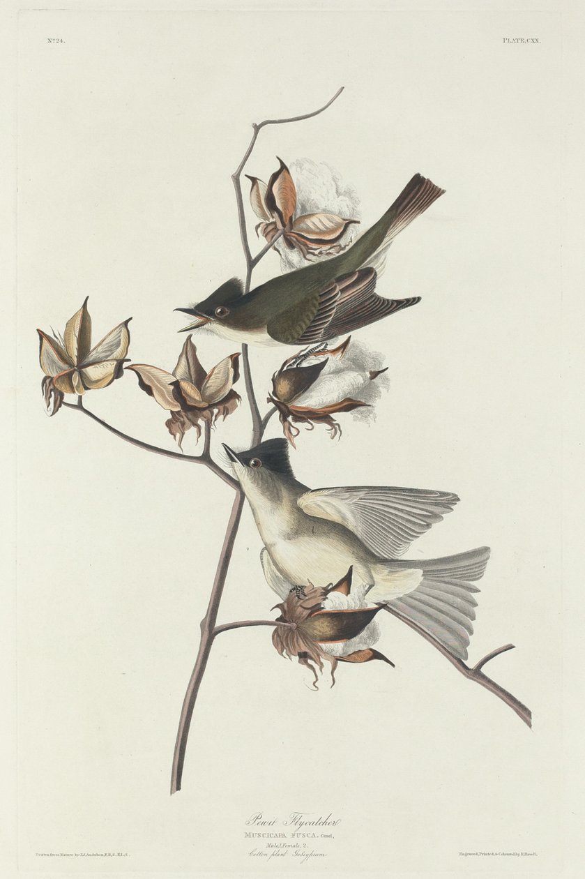 Pewit Fluesnapper av Robert Havell after John James Audubon