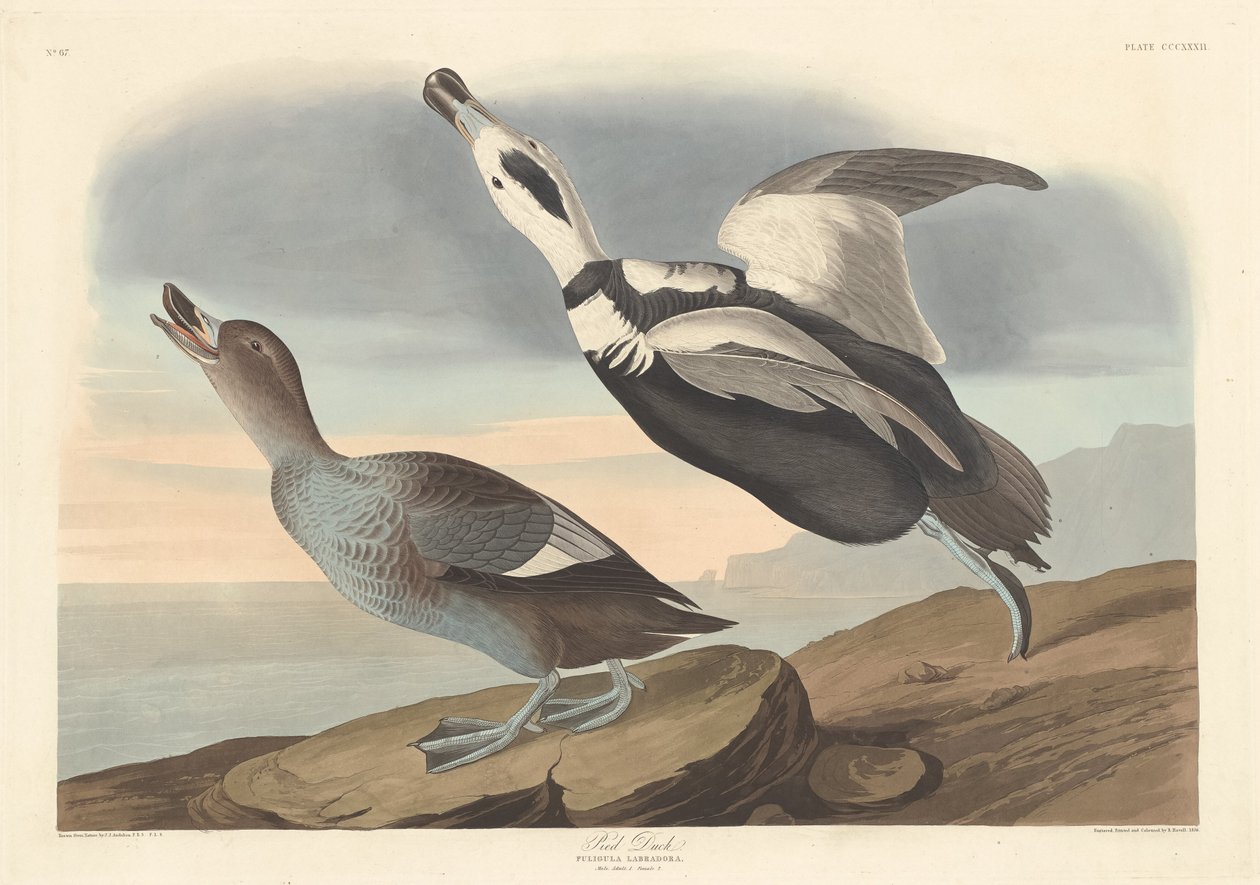 Pied Duck av Robert Havell after John James Audubon