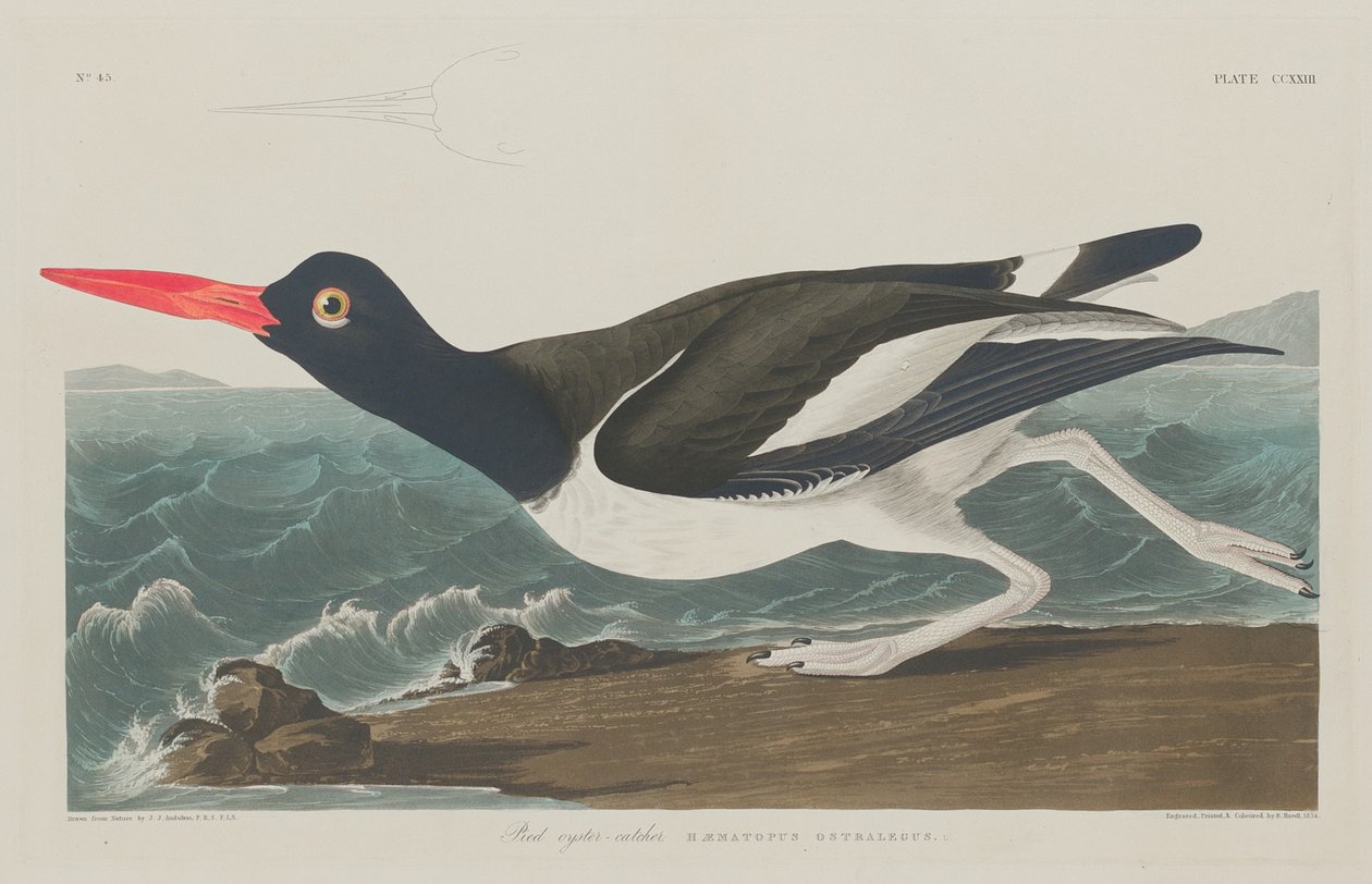 Pied Oyster-Catcher av Robert Havell after John James Audubon
