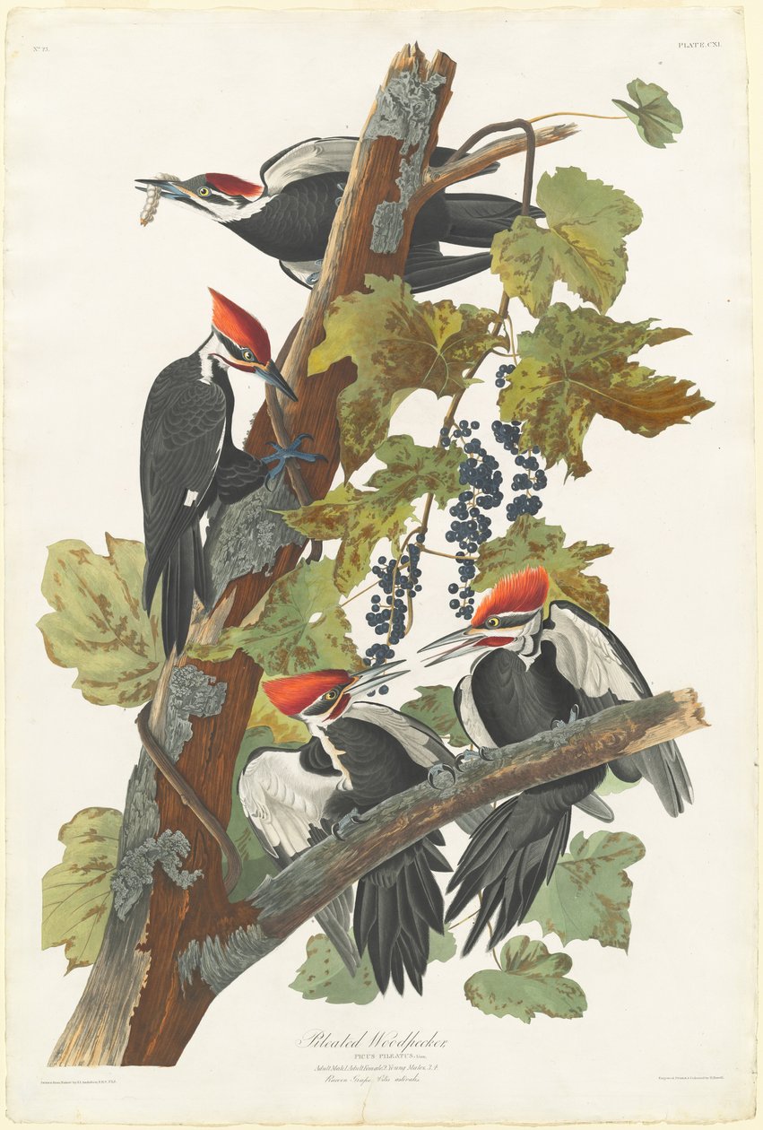 Pilet hakkespett av Robert Havell after John James Audubon