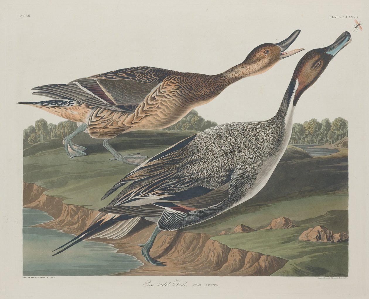 Pin-tailed Duck av Robert Havell after John James Audubon