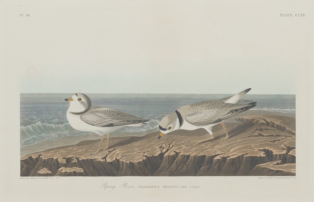 Piping Plover av Robert Havell after John James Audubon