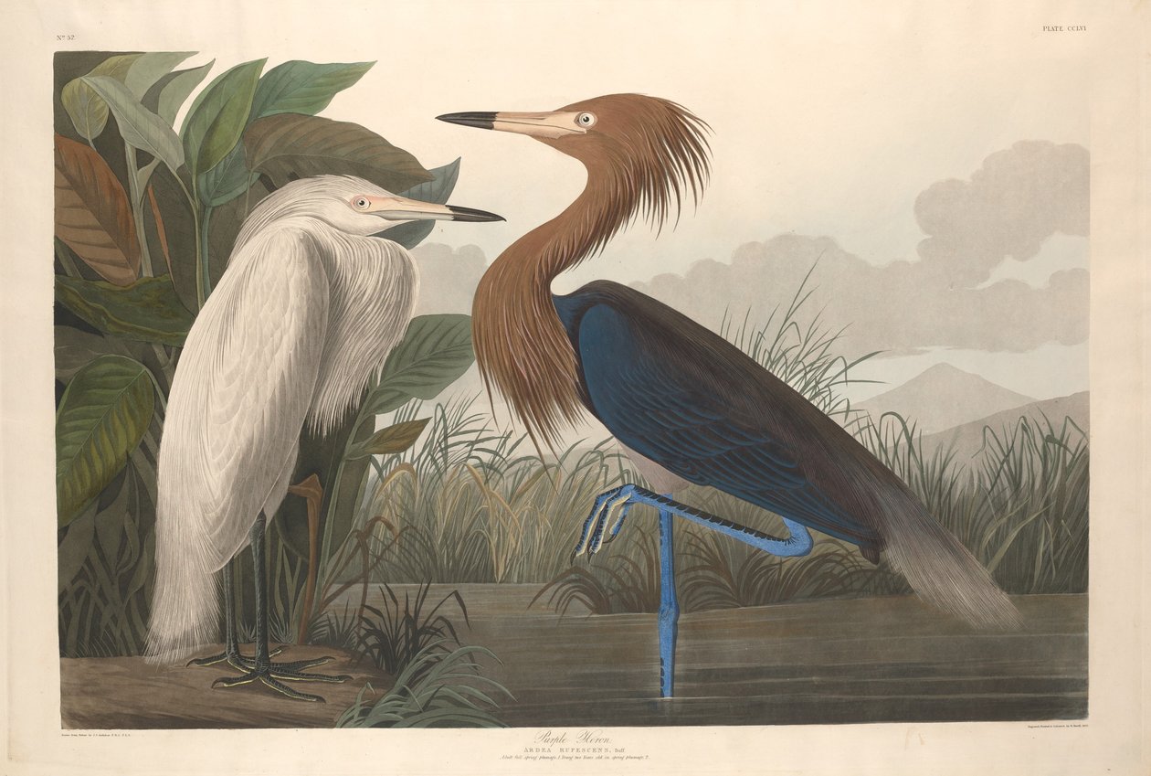 Lilla hegre av Robert Havell after John James Audubon
