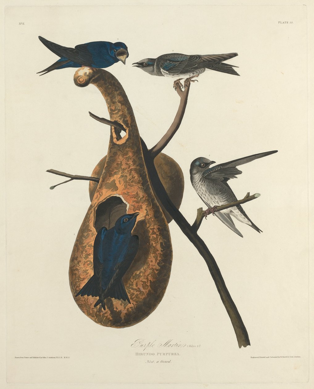 Lilla Martin av Robert Havell after John James Audubon