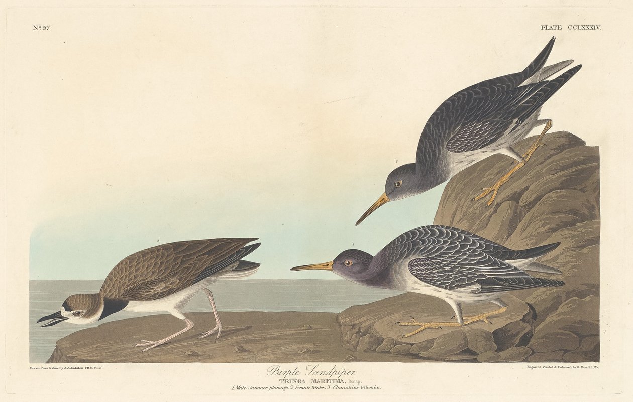 Lilla Sandpiper av Robert Havell after John James Audubon