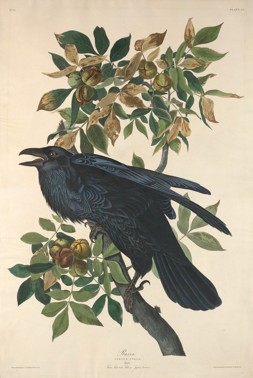 Ravn av Robert Havell after John James Audubon