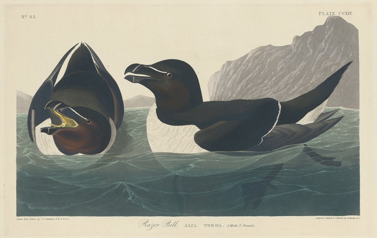 Razor Bill av Robert Havell after John James Audubon