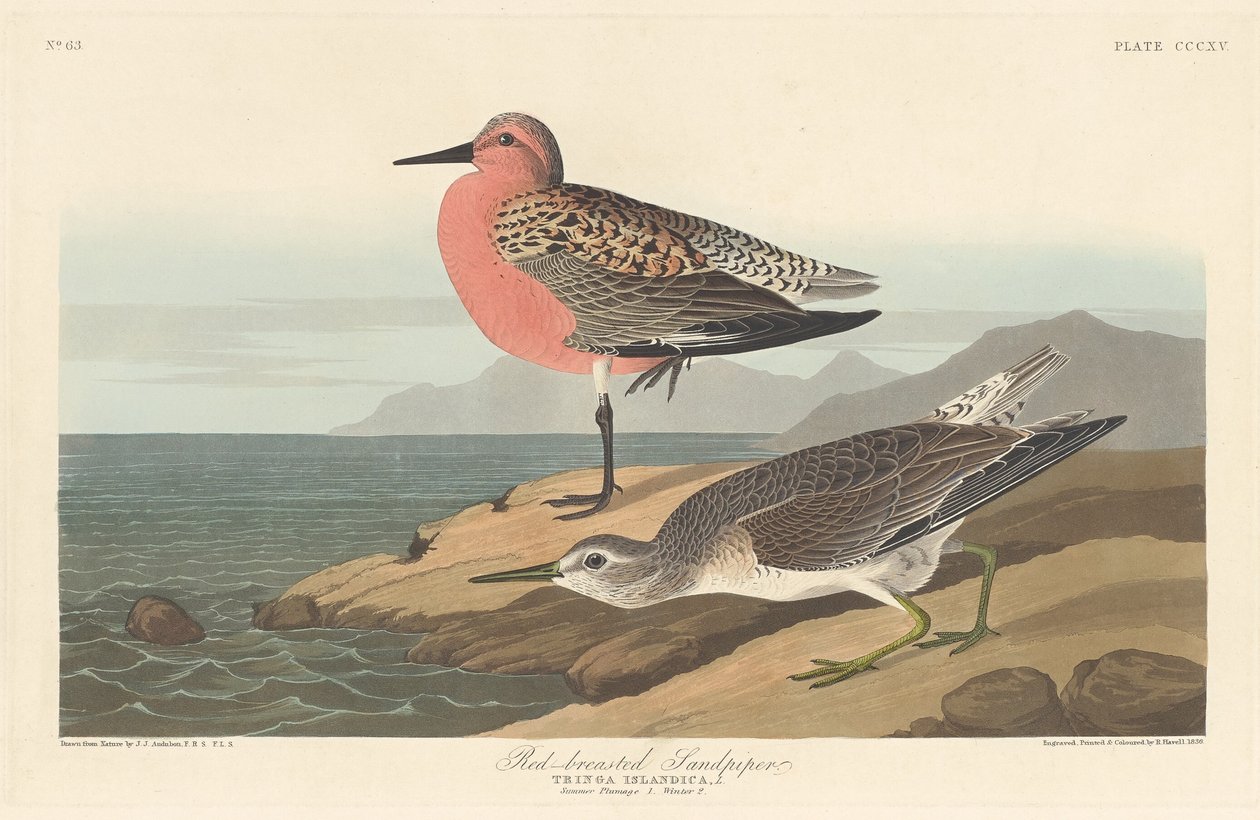 Rødbrynet sandpipe av Robert Havell after John James Audubon