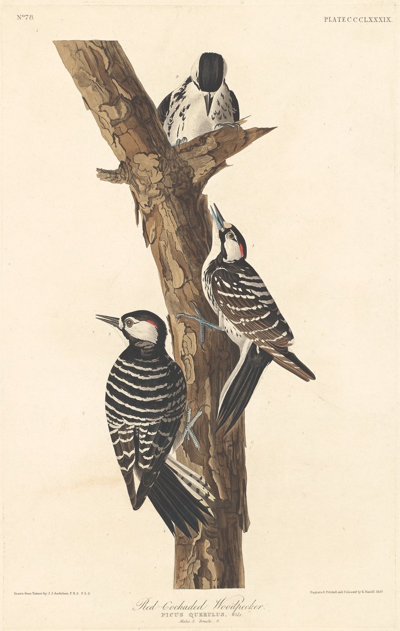 Rød-cockaded hakkespett av Robert Havell after John James Audubon