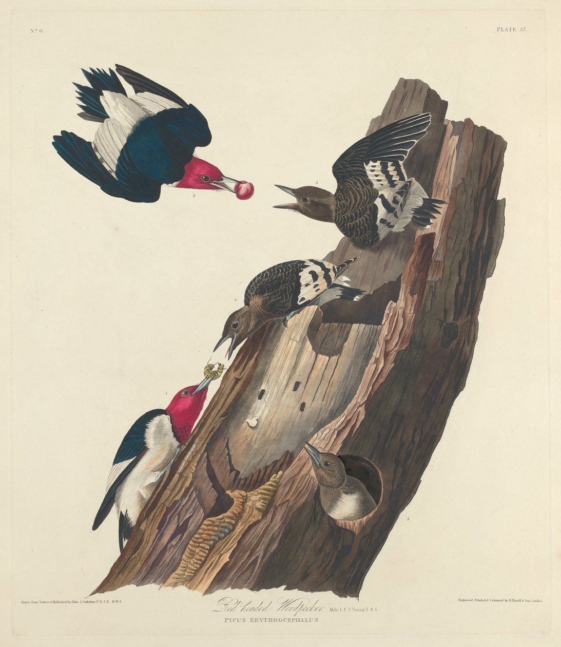Red-headed Woodpecker   1251982   no       norwegian Successfully Translated  Original: Joconde: Le lit Translat: Joconde: Le lit 1229448 no norwegian Successfully Translated Original: The Parable of the Prodigal Son, 1640s. Translat: The Parable of the Pr av Robert Havell after John James Audubon