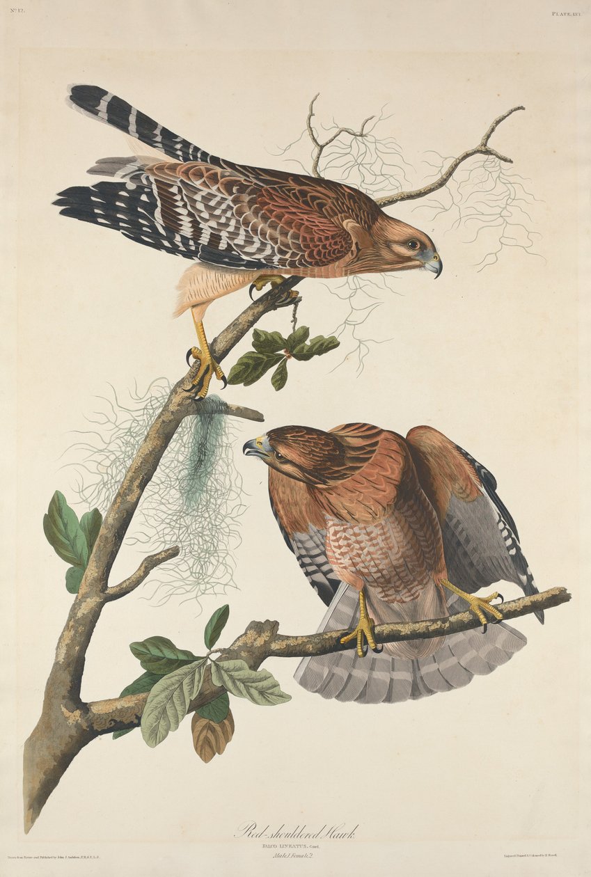 Rødskuldret Hawk av Robert Havell after John James Audubon