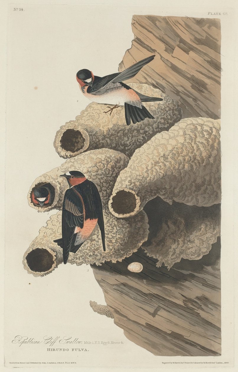 Republikansk klippesvale av Robert Havell after John James Audubon