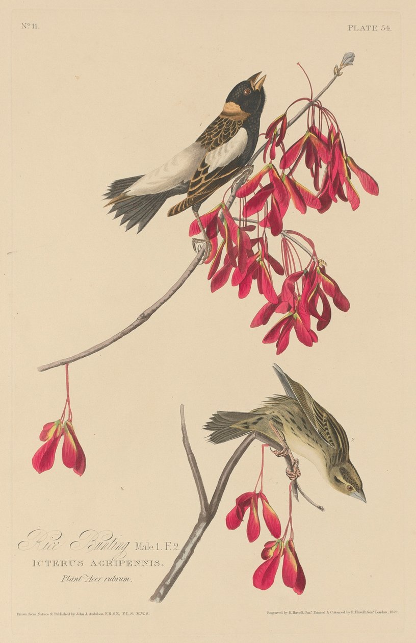 Risspurv av Robert Havell after John James Audubon