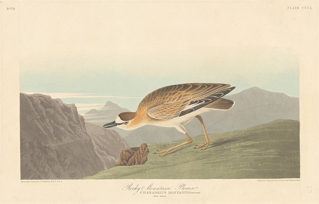 Rocky Mountain Plover av Robert Havell after John James Audubon