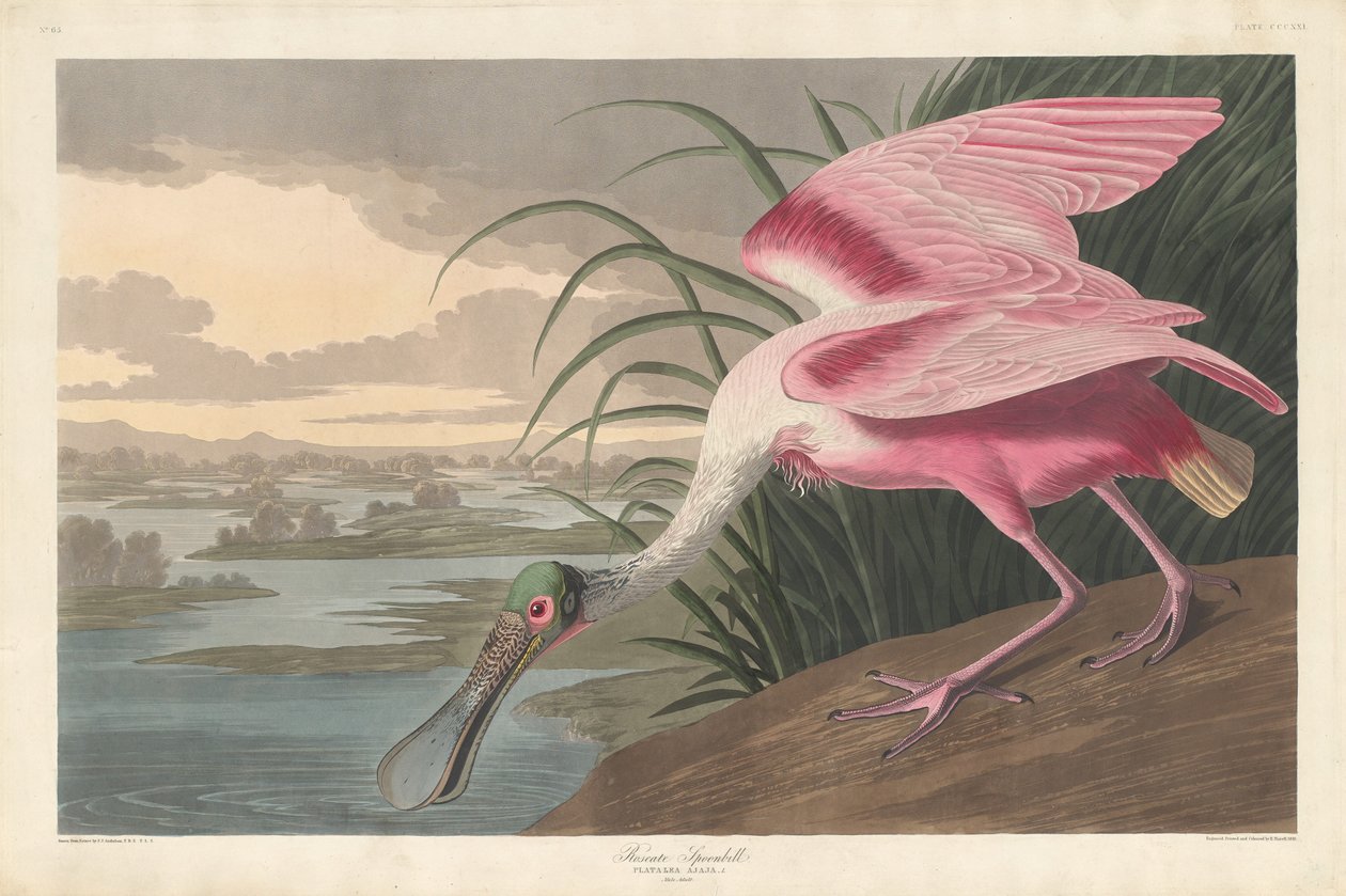 Roseate skestork av Robert Havell after John James Audubon