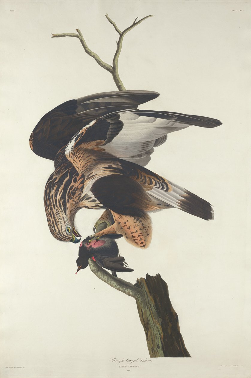 Rough-legged Falcon av Robert Havell after John James Audubon