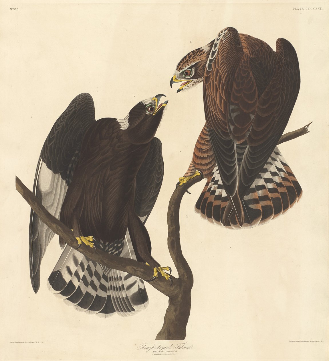 Rough-legged Falcon av Robert Havell after John James Audubon