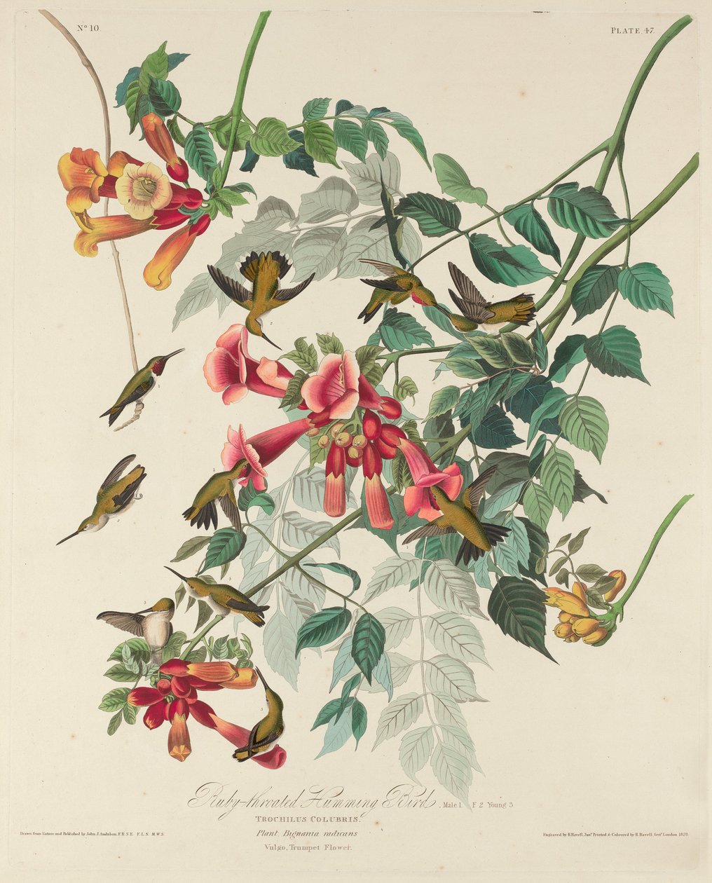Ruby-throated Hummingbird av Robert Havell after John James Audubon