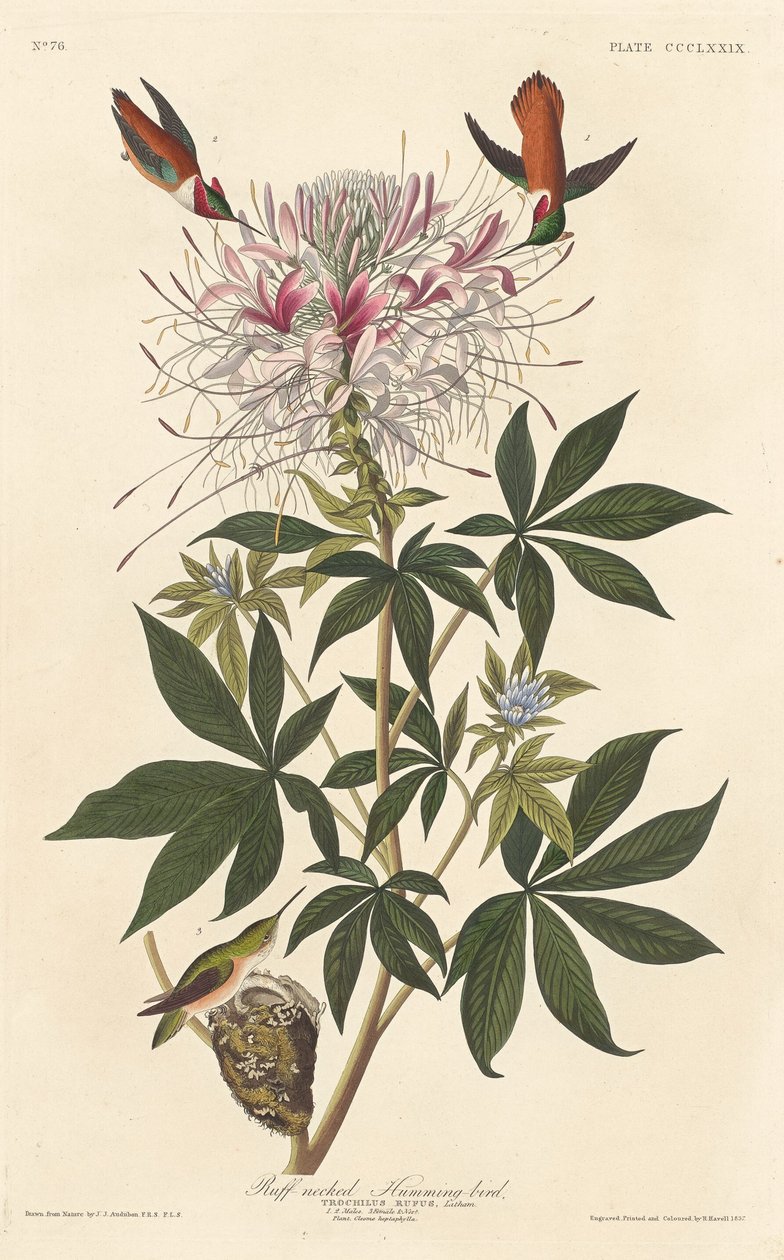 Ruff-necked Humming-bird   1245089   no       norwegian Successfully Translated  Original: A Vision of the East - Stage V, c1920 Translat: 