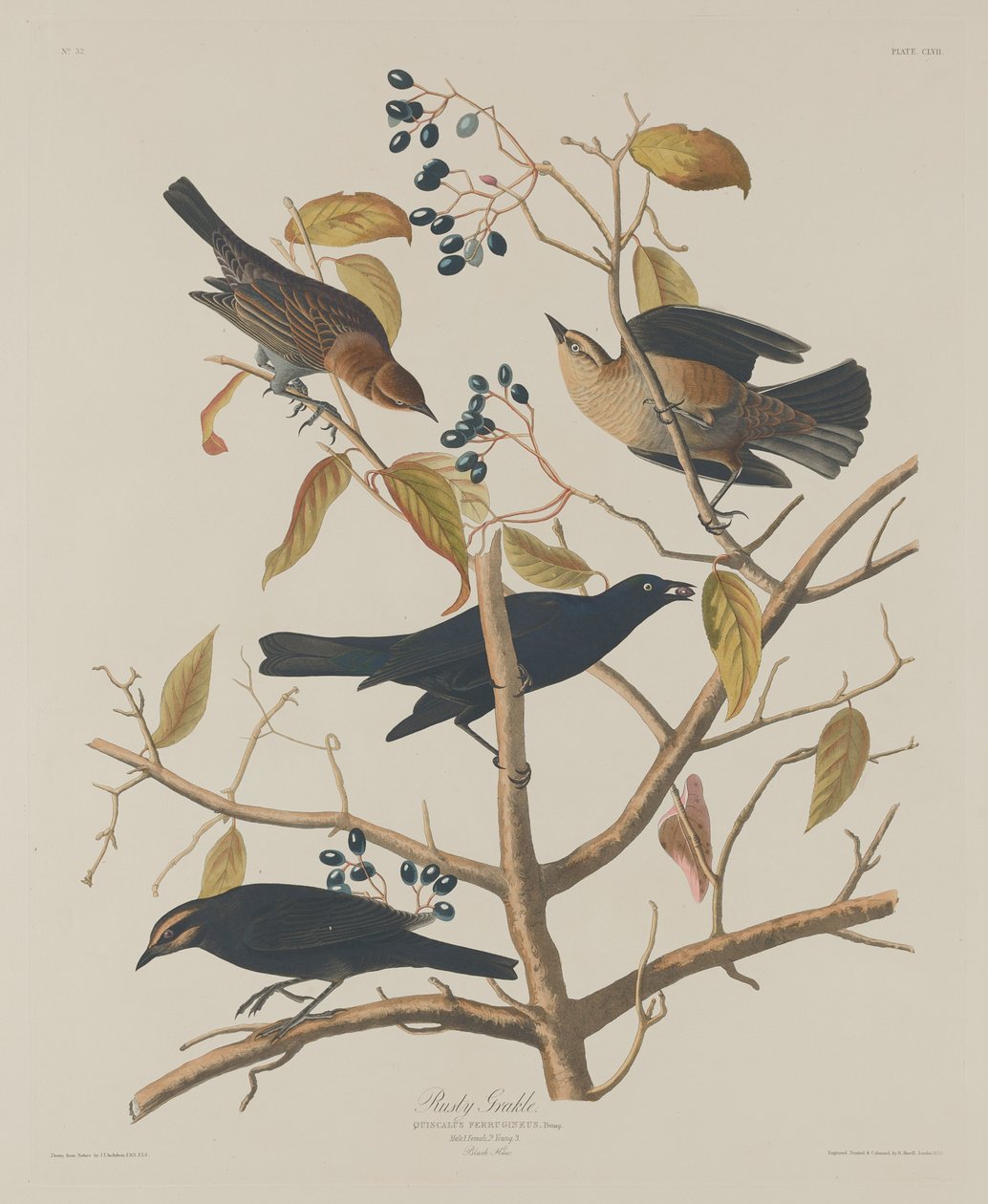 Rusten Grakle av Robert Havell after John James Audubon