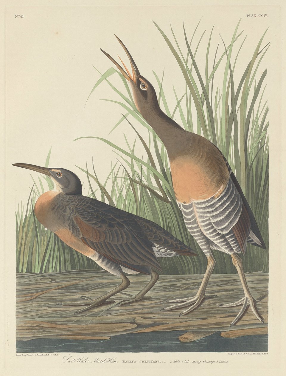 Saltvannsmyrhøne av Robert Havell after John James Audubon