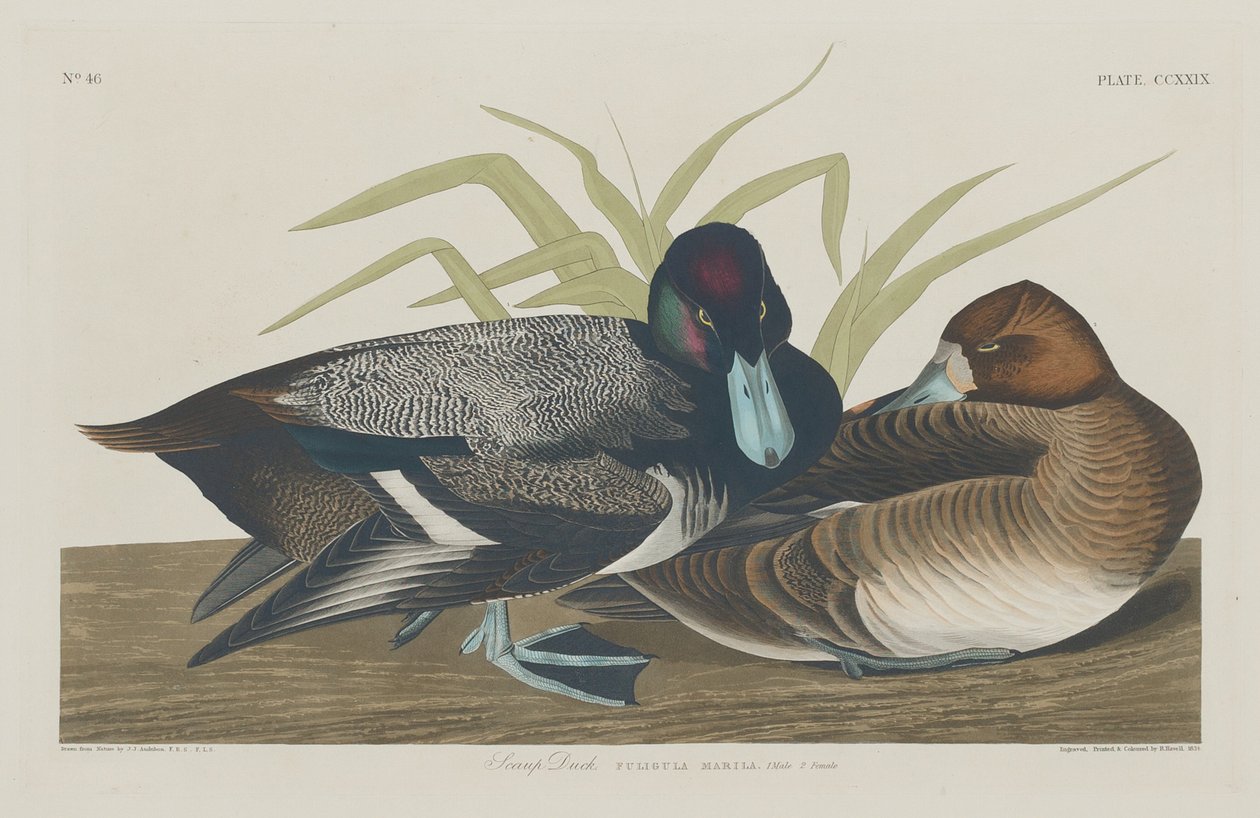 Scaup Duck av Robert Havell after John James Audubon