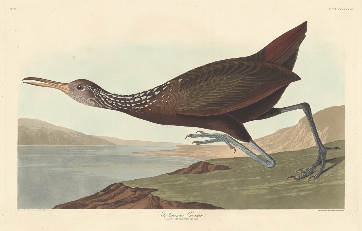 Scolopaceus Courlan av Robert Havell after John James Audubon