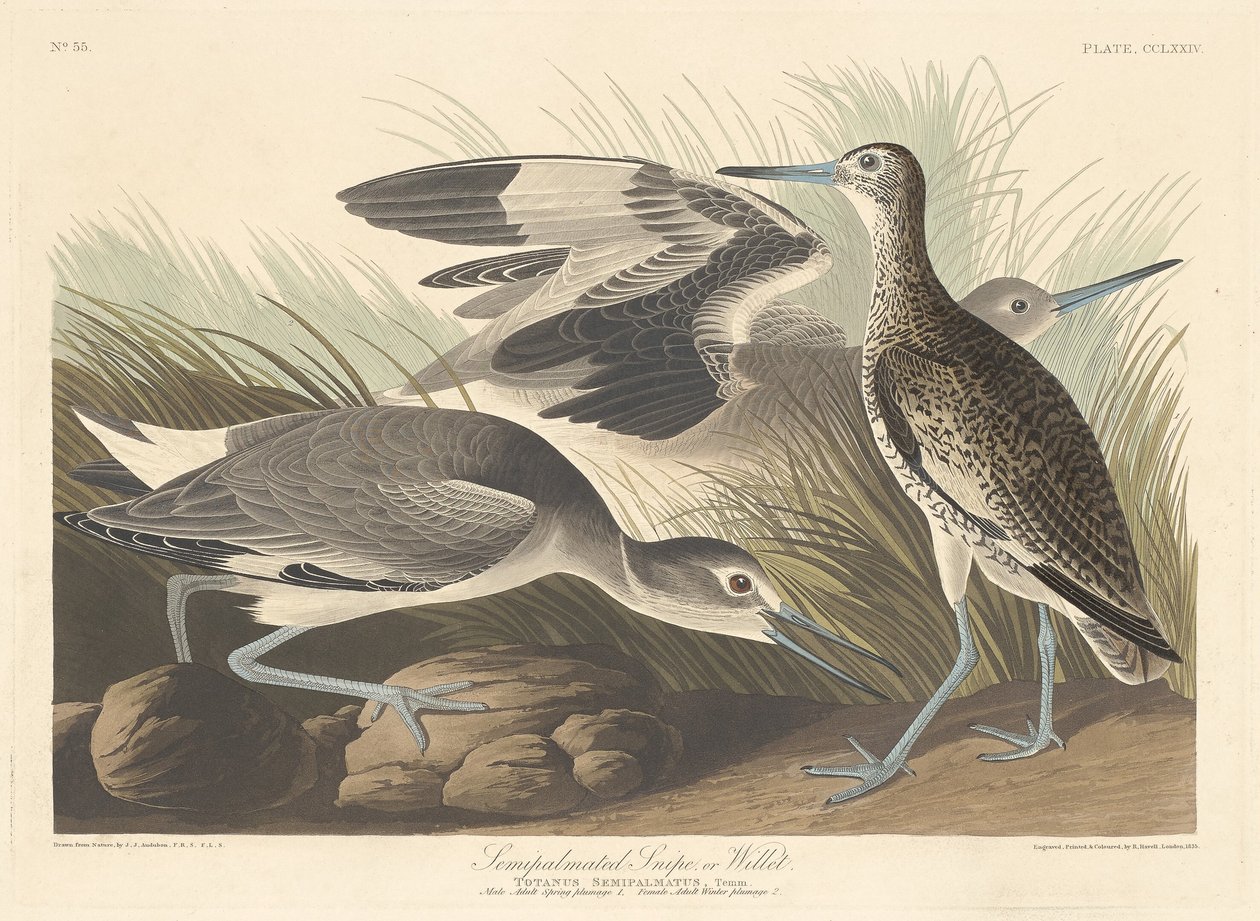 Halvpalmatisert snipe eller vippe av Robert Havell after John James Audubon