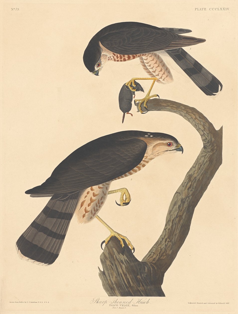 Hvik med skarp skinn av Robert Havell after John James Audubon