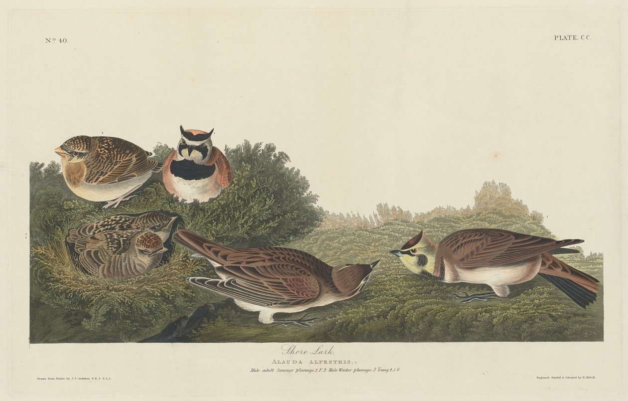 Strandlerke av Robert Havell after John James Audubon
