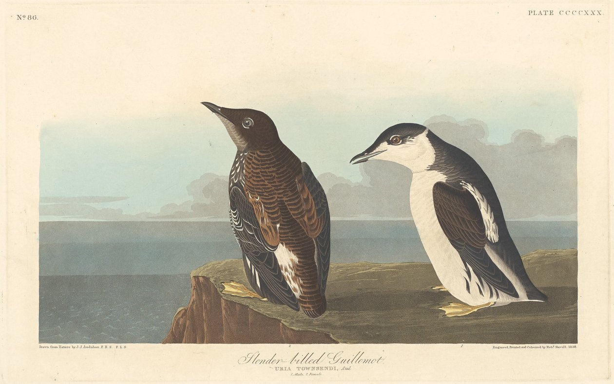 Slanknebb lomvi av Robert Havell after John James Audubon