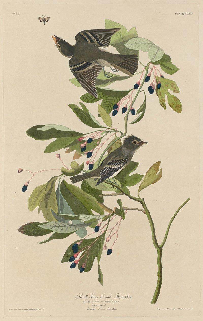 Liten grønnhakket fluesnapper av Robert Havell after John James Audubon