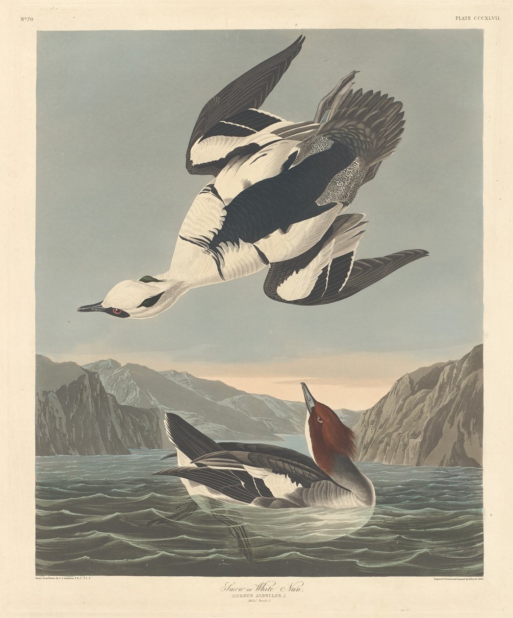 Smew eller White Nun av Robert Havell after John James Audubon