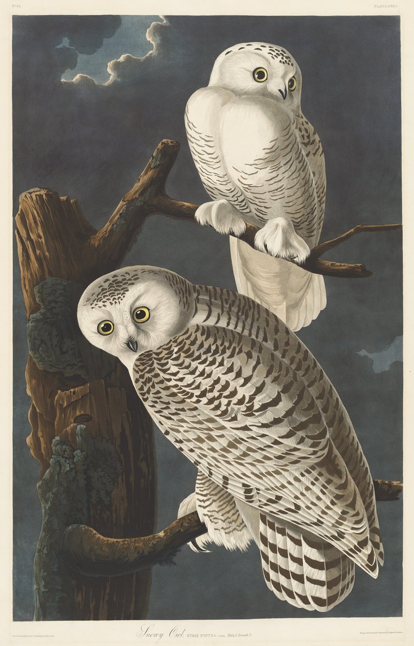 Snøete ugle av Robert Havell after John James Audubon