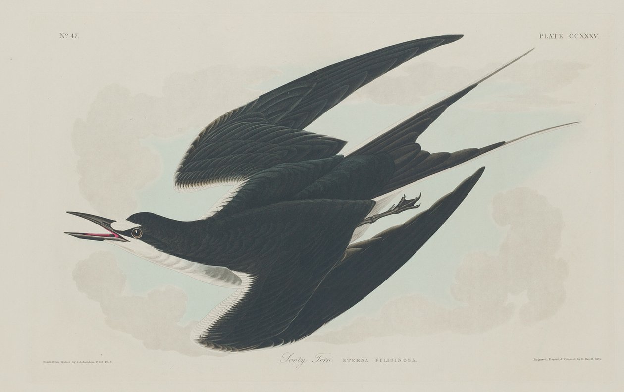 Sotet tern av Robert Havell after John James Audubon