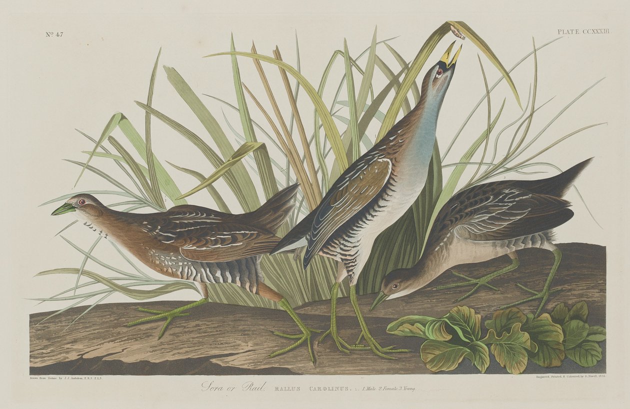 Sora eller Rail av Robert Havell after John James Audubon