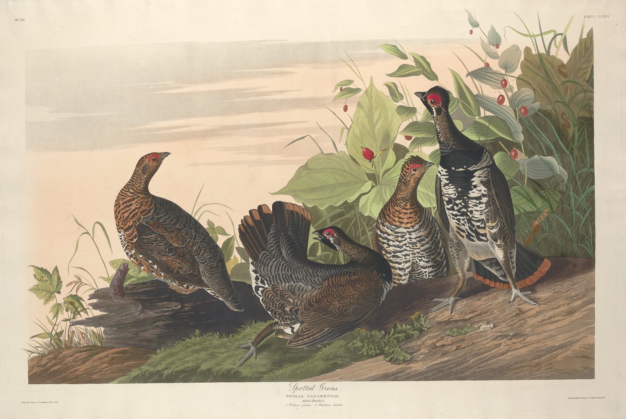Flekkgrous av Robert Havell after John James Audubon