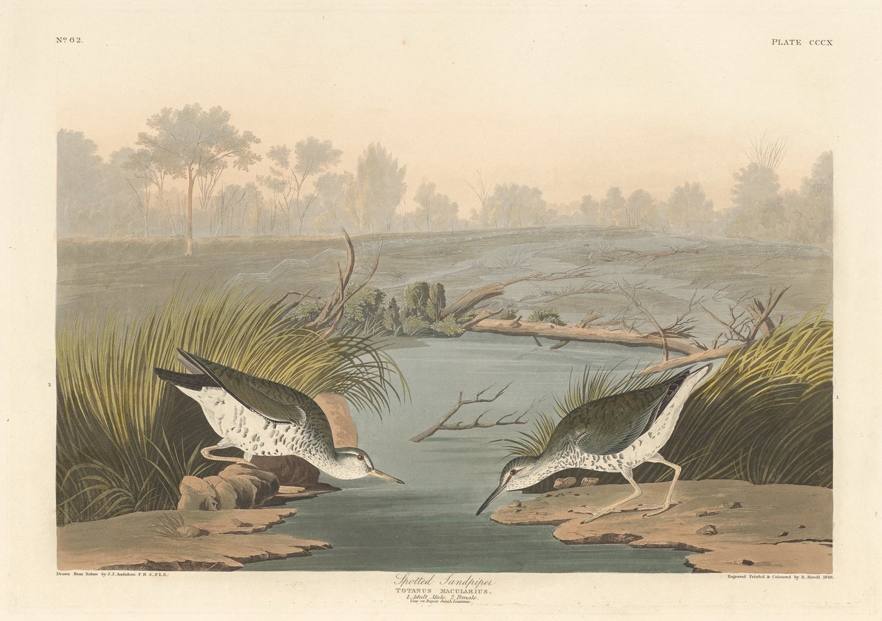 Flekksneip av Robert Havell after John James Audubon