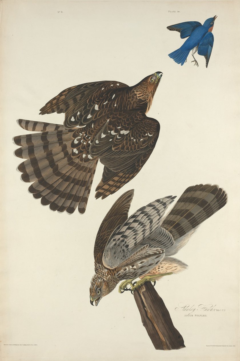Stanley Hawk av Robert Havell after John James Audubon