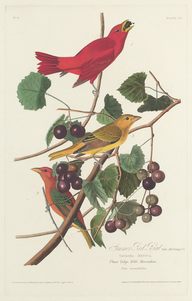 Rød sommerfugl av Robert Havell after John James Audubon