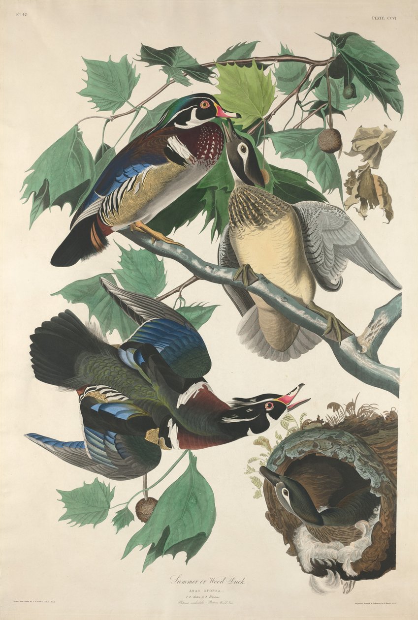 Sommer eller Wood Duck av Robert Havell after John James Audubon
