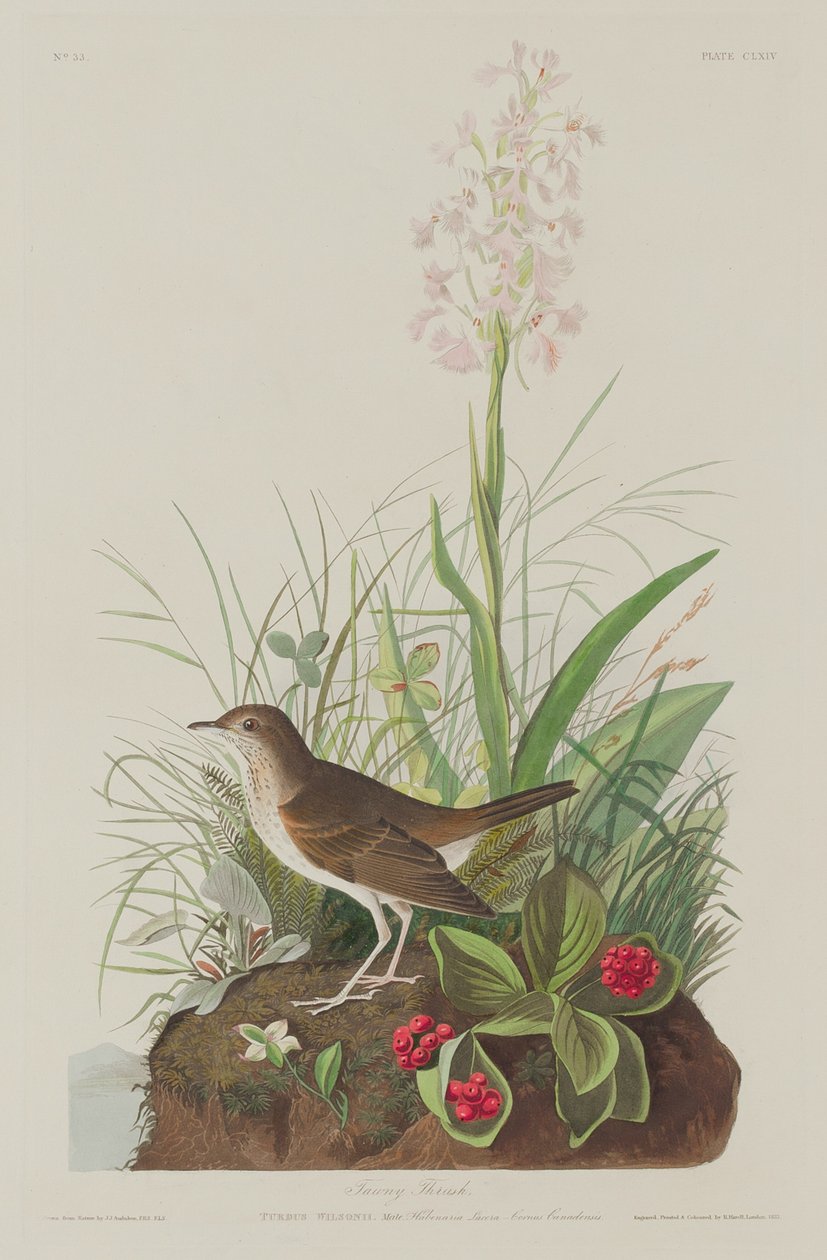Tawny Thrush av Robert Havell after John James Audubon