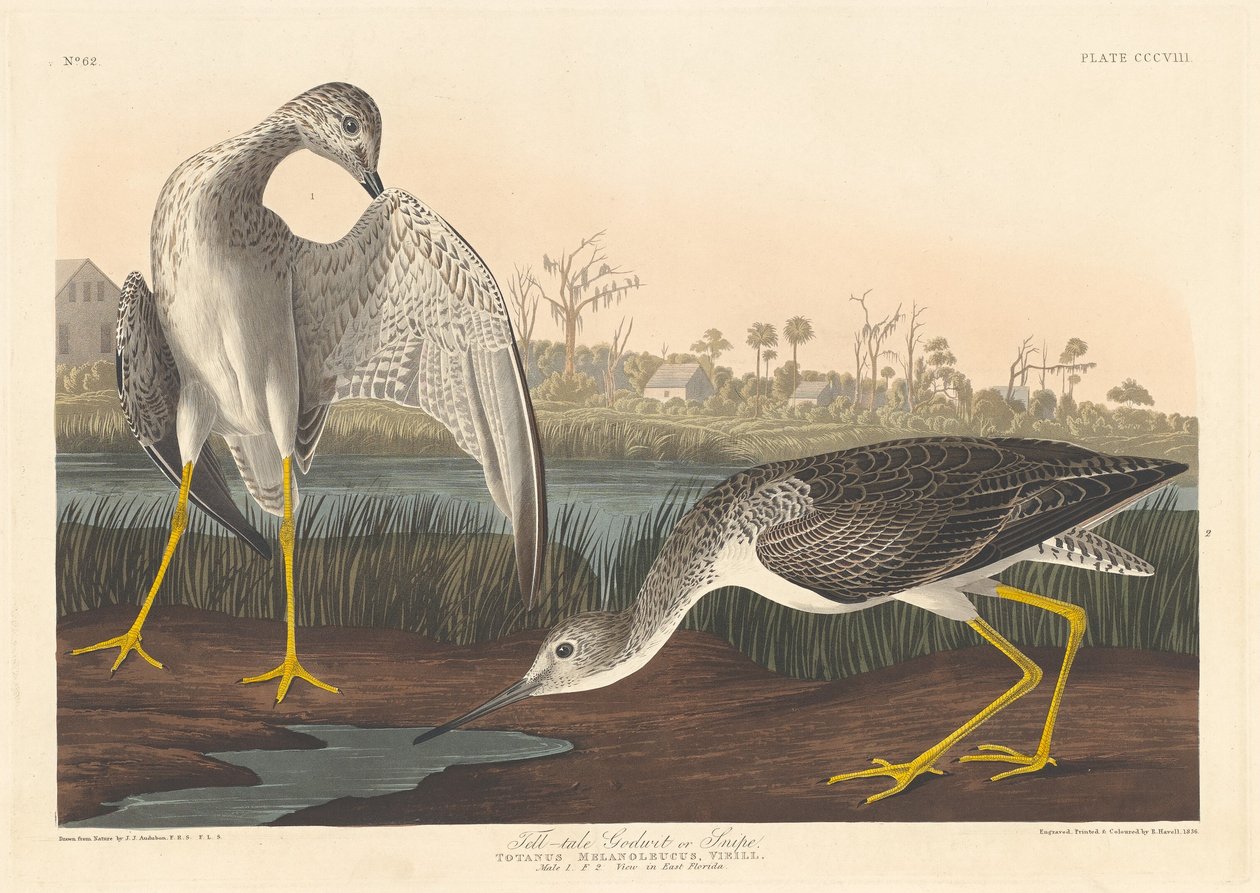 Fortellende Godwit av Robert Havell after John James Audubon