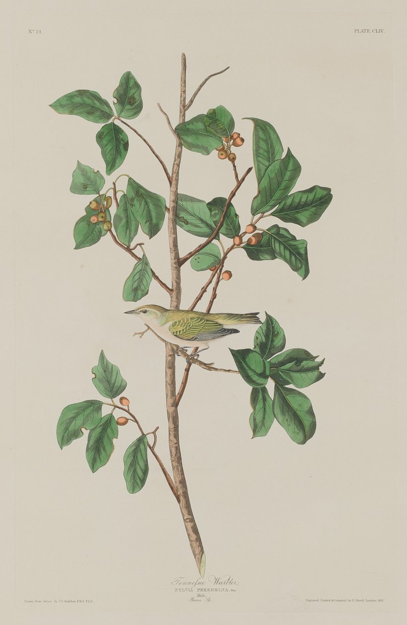 Tennessee Warbler av Robert Havell after John James Audubon