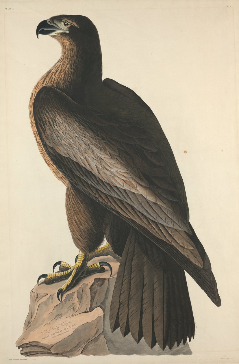 The Bird of Washington eller Great American Sea Eagle av Robert Havell after John James Audubon